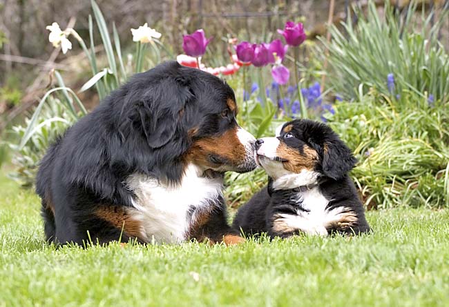 Dogs - Photo by Bit Photography